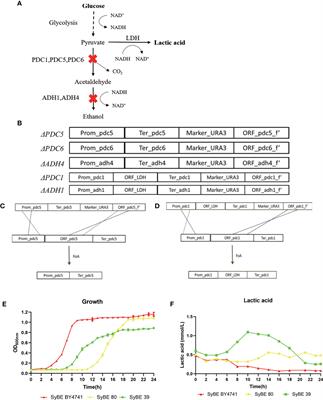 Lactic Acid-Producing Probiotic Saccharomyces cerevisiae Attenuates Ulcerative Colitis via Suppressing Macrophage Pyroptosis and Modulating Gut Microbiota